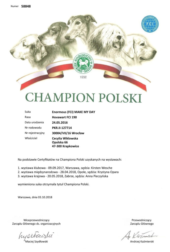 champion polski hovawart