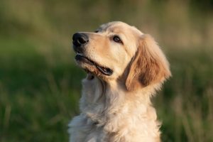 Taro ,,Anne Top" FCI